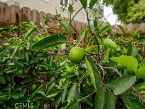 637 E Van Bibber , Orange, CA